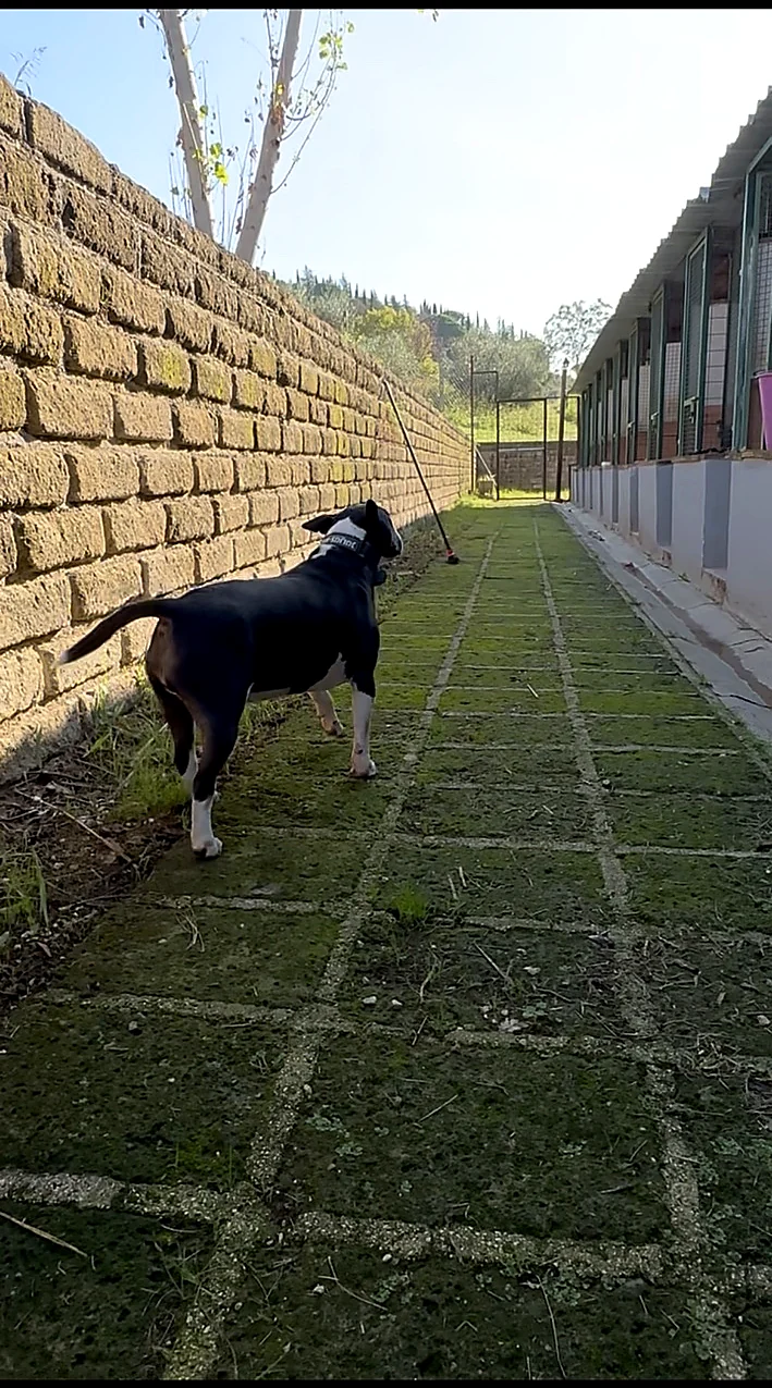 Bull Terrier che gioca nell'erba