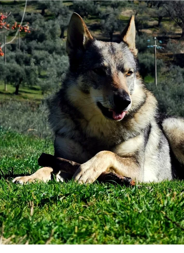 Cane lupo cecoslovacco nel verde della struttura