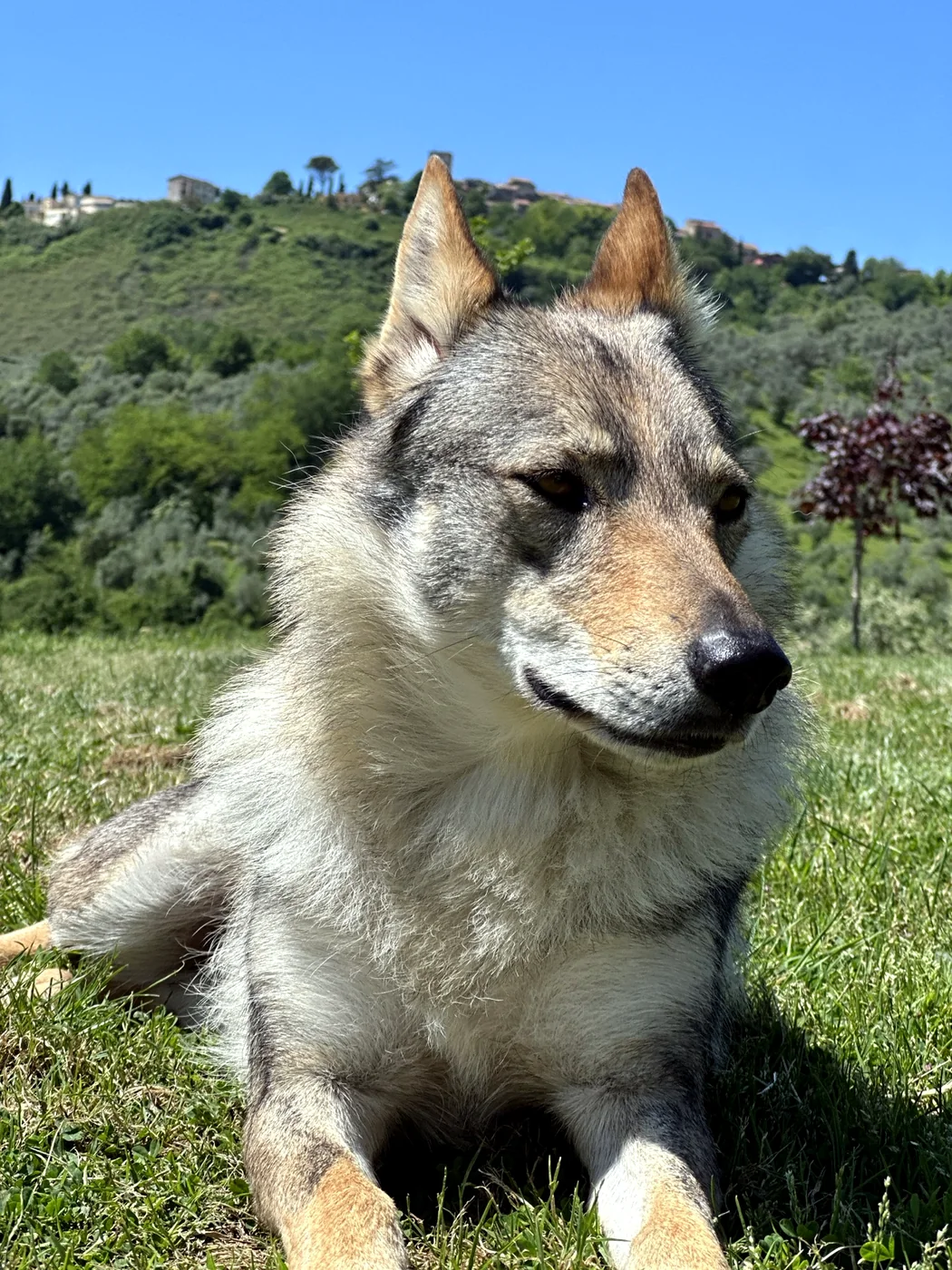 Cane lupoide rilassato sull’erba con le colline della Sabina sullo sfondo