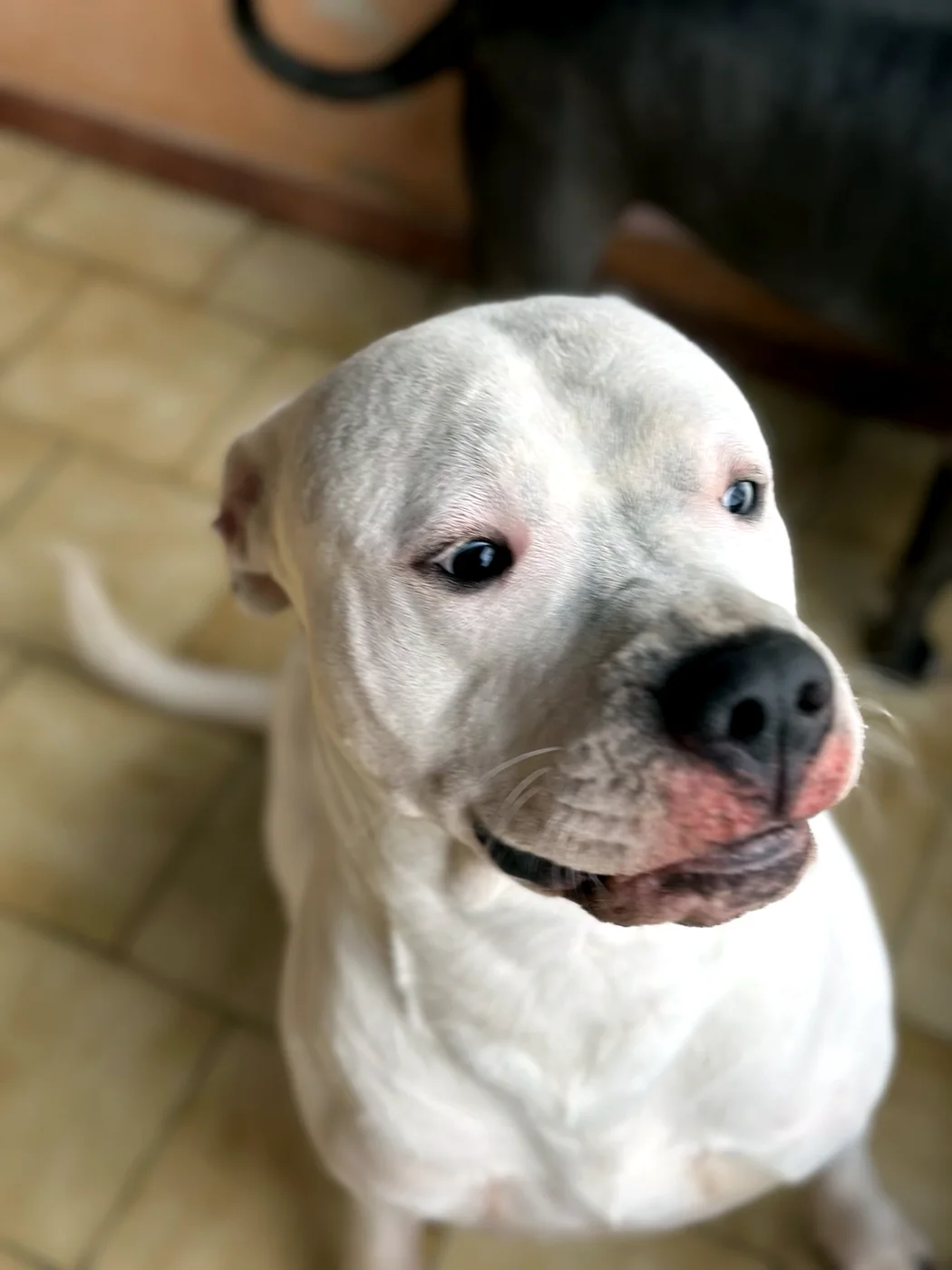 Cane ospite all’interno della struttura