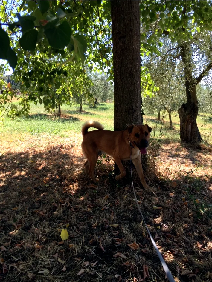 Cane ospite all’ombra degli alberi nella proprietà