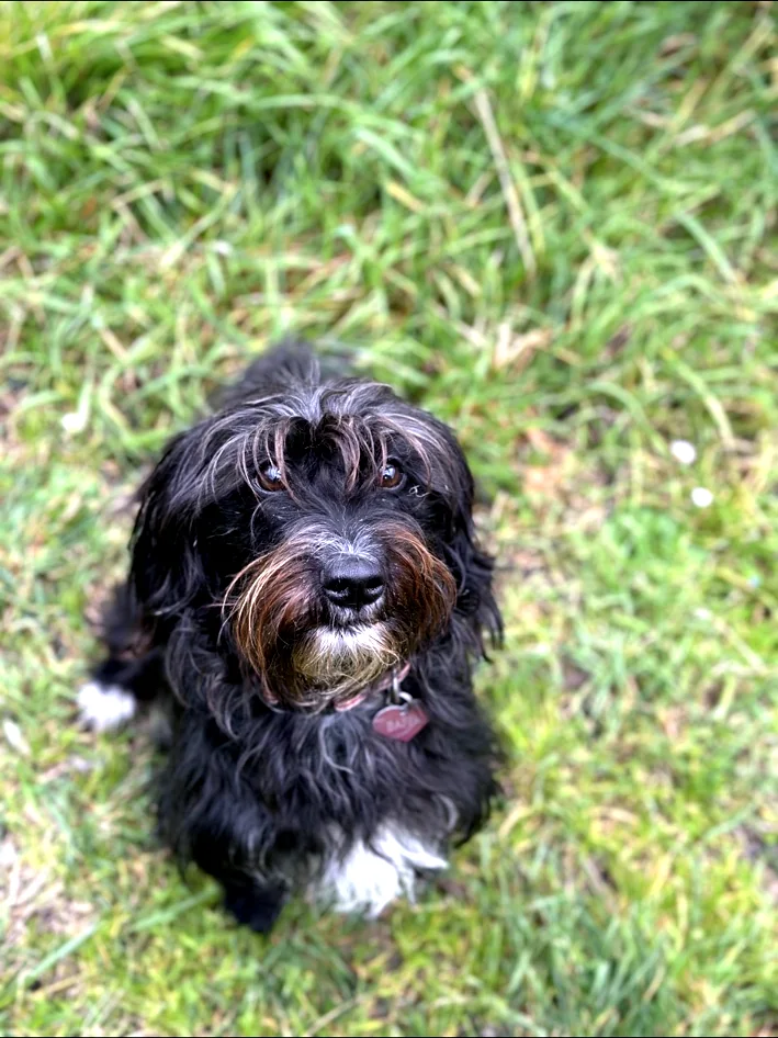 Cane ospite fotografato nell’area verde
