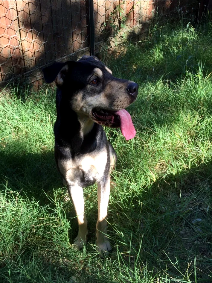 Cane ospite in una delle aree verdi
