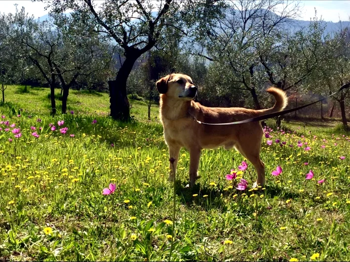 Cane ospite tra gli ulivi e i fiori della struttura
