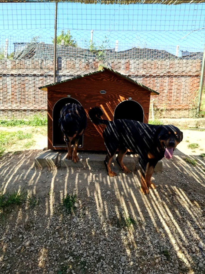 Due cani ospiti davanti alla cuccia nella loro area