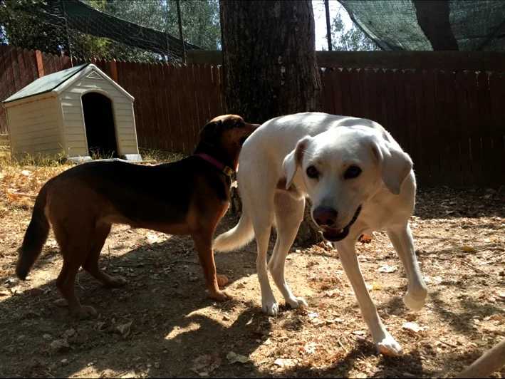 Due cani ospiti insieme in un’area dedicata